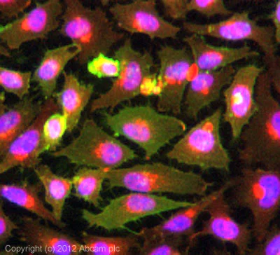 Immunocytochemistry/ Immunofluorescence - Anti-CD44 antibody [156-3C11] (AB16728)
