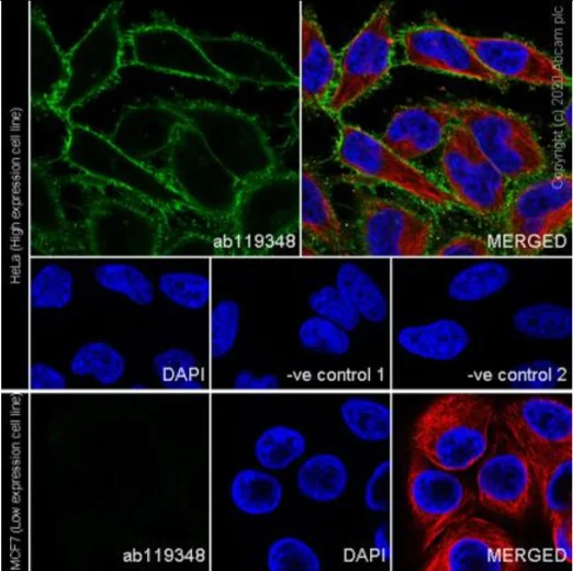 Immunocytochemistry/ Immunofluorescence - Anti-CD44 antibody [1M7.8.1] - BSA and Azide free (AB272229)