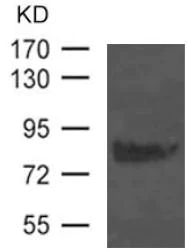 Western blot - Anti-CD44 antibody (AB119365)
