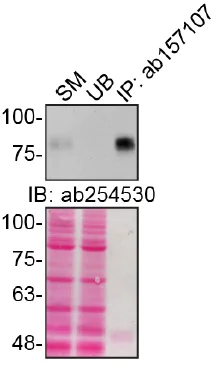 Anti-CD44 antibody - mesenchymal stem cell marker (ab157107) | Abcam