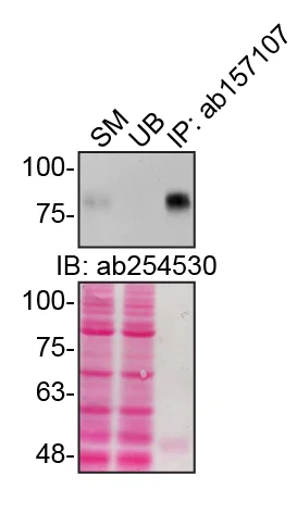 Immunoprecipitation - Anti-CD44 antibody (AB157107)