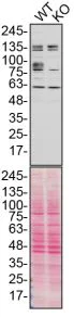 Western blot - Anti-CD44 antibody (AB157107)