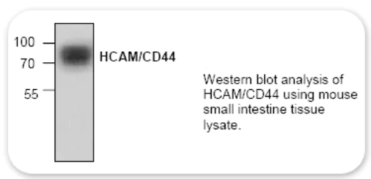 Western blot - Anti-CD44 antibody (AB24504)