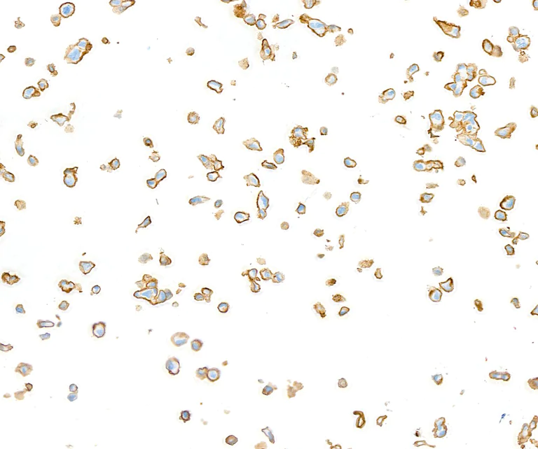 Immunocytochemistry - Anti-CD44 antibody [BLR038F] (AB243894)
