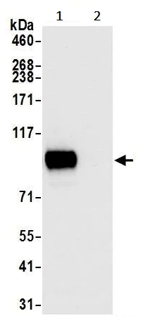 Immunoprecipitation - Anti-CD44 antibody [BLR038F] (AB243894)