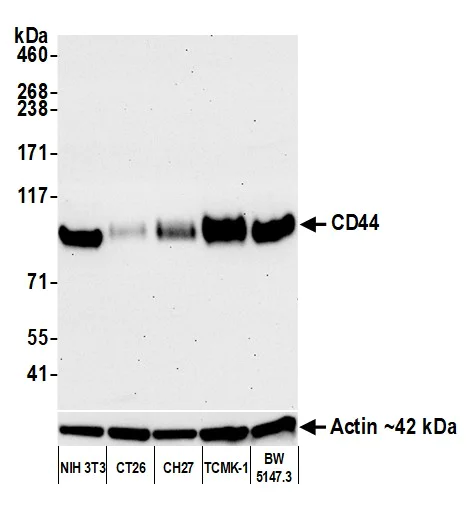 Western blot - Anti-CD44 antibody [BLR038F] (AB243894)