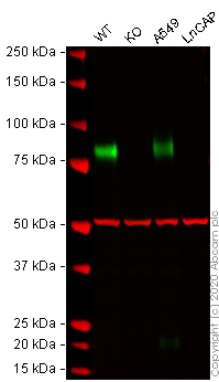 Western blot - Anti-CD44 antibody [BLR038F] (AB243894), expandable thumbnail