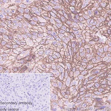 Immunohistochemistry (Formalin/PFA-fixed paraffin-embedded sections) - Anti-CD44 antibody [C44Mab-5] - BSA and Azide free (AB264546)