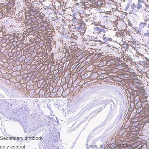 Immunohistochemistry (Formalin/PFA-fixed paraffin-embedded sections) - Anti-CD44 antibody [C44Mab-5] - BSA and Azide free (AB264546)