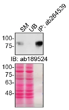 Immunoprecipitation - Anti-CD44 antibody [C44Mab-5] - BSA and Azide free (AB264546)