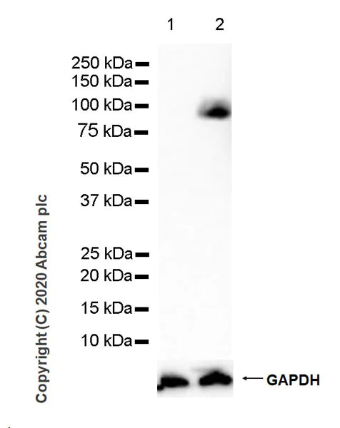 Western blot - Anti-CD44 antibody [C44Mab-5] - BSA and Azide free (AB264546)