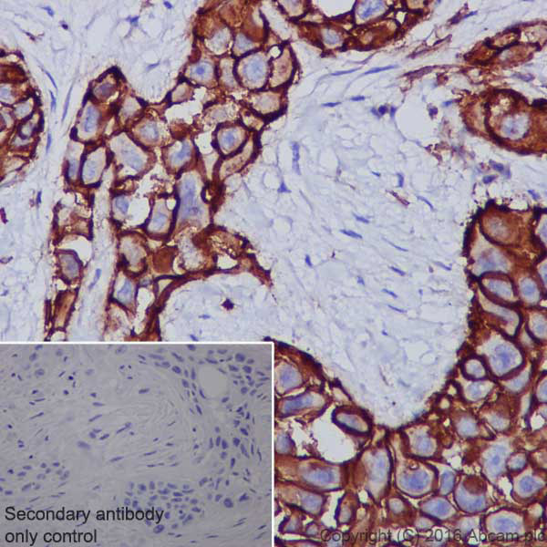 Immunohistochemistry (Formalin/PFA-fixed paraffin-embedded sections) - Anti-CD44 antibody [EPR1013Y] (ab51037), expandable thumbnail