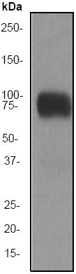 Western blot - Anti-CD44 antibody [EPR1013Y] (AB51037)