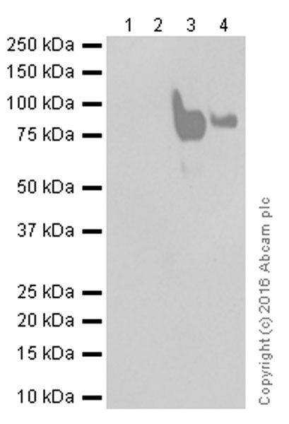 Western blot - Anti-CD44 antibody [EPR1013Y] (AB51037), expandable thumbnail