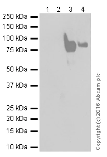 Western blot - Anti-CD44 antibody [EPR1013Y] (AB51037)