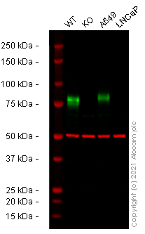 Western blot - Anti-CD44 antibody [EPR1013Y] (AB51037), expandable thumbnail