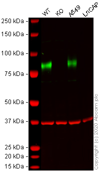Western blot - Anti-CD44 antibody [EPR1013Y] - BSA and Azide free (AB216647), expandable thumbnail