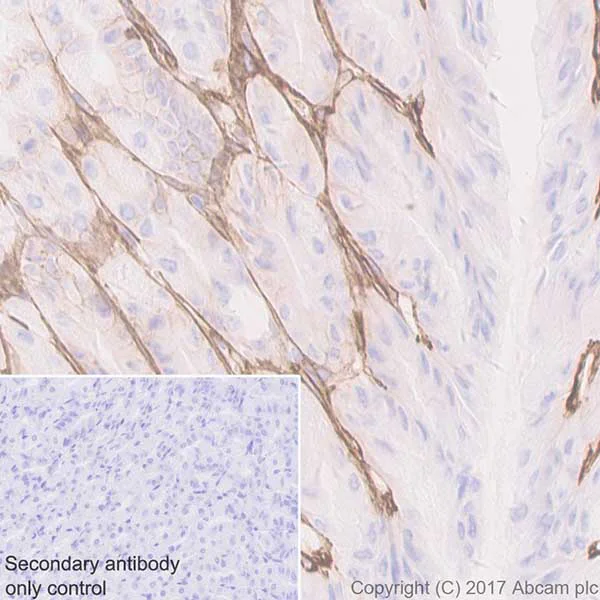 Immunohistochemistry (Formalin/PFA-fixed paraffin-embedded sections) - Anti-CD44 antibody [EPR18668] (AB189524)