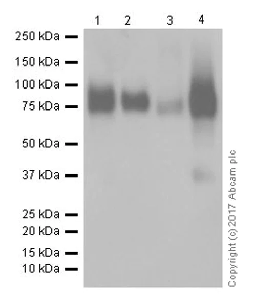 Western blot - Anti-CD44 antibody [EPR18668] (AB189524)