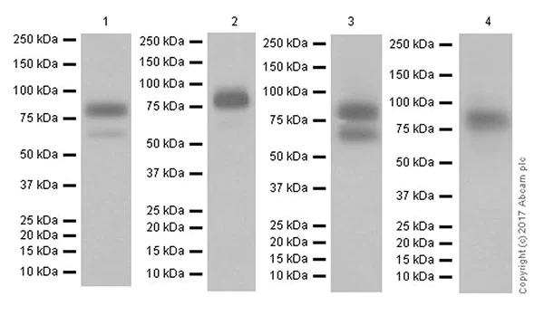 Western blot - Anti-CD44 antibody [EPR18668] (AB189524)