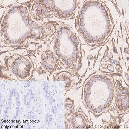 Immunohistochemistry (Formalin/PFA-fixed paraffin-embedded sections) - Anti-CD44 antibody [EPR18668] - BSA and Azide free (AB232556)