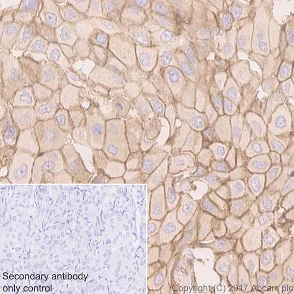 Immunohistochemistry (Formalin/PFA-fixed paraffin-embedded sections) - Anti-CD44 antibody [EPR18668] - BSA and Azide free (AB232556)