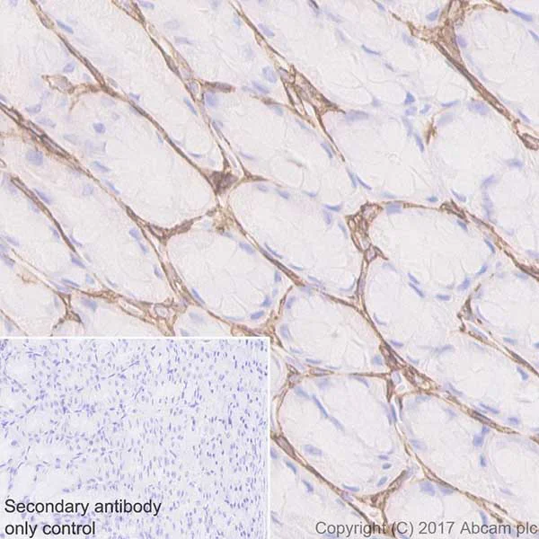 Immunohistochemistry (Formalin/PFA-fixed paraffin-embedded sections) - Anti-CD44 antibody [EPR18668] - BSA and Azide free (AB232556)