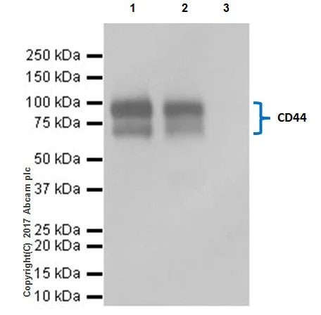 Immunoprecipitation - Anti-CD44 antibody [EPR18668] - BSA and Azide free (AB232556)