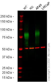 Western blot - Anti-CD44 antibody [EPR18668] - BSA and Azide free (AB232556)