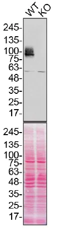 Western blot - Anti-CD44 antibody [EPR18668] - BSA and Azide free (AB232556)