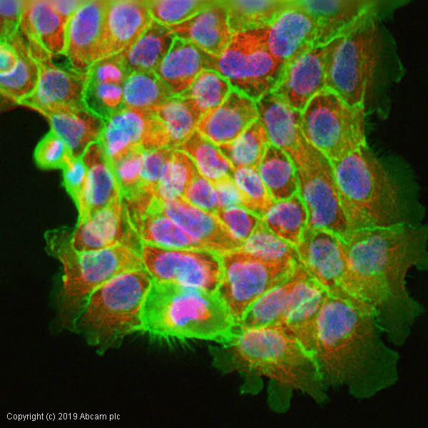 Immunocytochemistry/ Immunofluorescence - Anti-CD44 antibody [F10-44-2] - BSA and Azide free (AB237970)