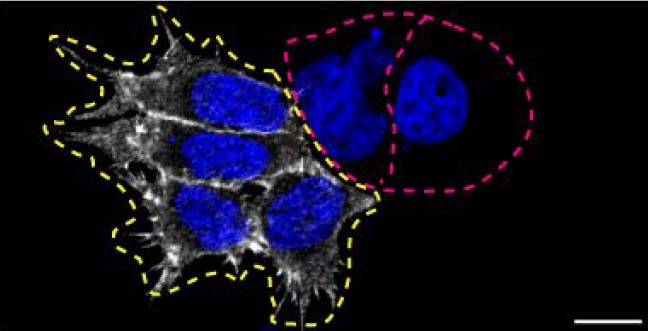 Immunocytochemistry/ Immunofluorescence - Anti-CD44 antibody [Hermes-3] (ab254530), expandable thumbnail