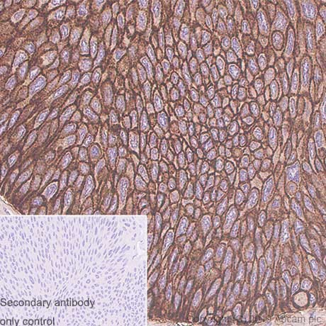 Immunohistochemistry (Formalin/PFA-fixed paraffin-embedded sections) - Anti-CD44 antibody [Hermes-3] (ab254530), expandable thumbnail