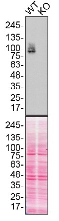 Western blot - Anti-CD44 antibody [Hermes-3] (AB254530), expandable thumbnail