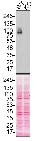 Western blot - Anti-CD44 antibody [Hermes-3] (AB254530)