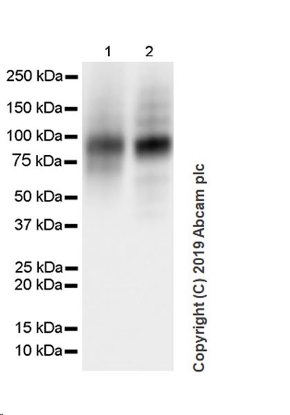 Western blot - Anti-CD44 antibody [Hermes-3] (AB254530), expandable thumbnail