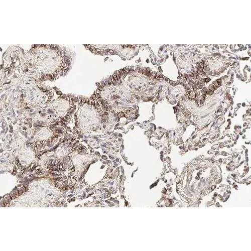 Immunohistochemistry (Formalin/PFA-fixed paraffin-embedded sections) - Anti-CD44 antibody [HL1650] (AB317102)