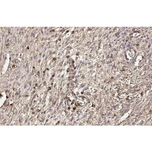 Immunohistochemistry (Formalin/PFA-fixed paraffin-embedded sections) - Anti-CD44 antibody [HL1650] (AB317102)
