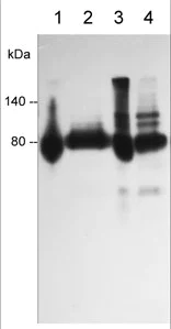 Western blot - Anti-CD44 antibody [M007] - Extracellular domain (AB253275)