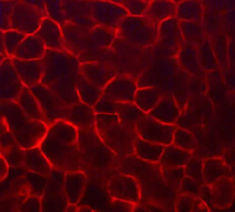 Immunocytochemistry/ Immunofluorescence - Anti-CD44 antibody [M010] - Extracellular domain (AB253276)