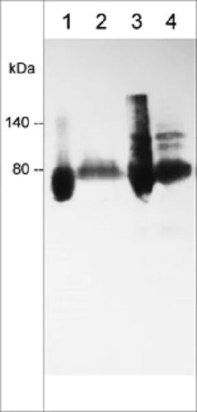 Western blot - Anti-CD44 antibody [M010] - Extracellular domain (AB253276)