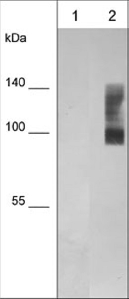 Western blot - Anti-CD44 antibody [M588] (AB253278), expandable thumbnail