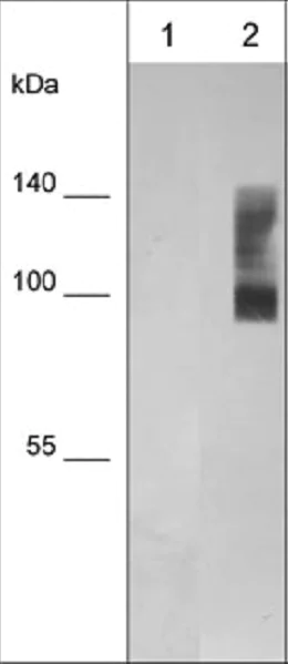 Western blot - Anti-CD44 antibody [M588] (AB253278)
