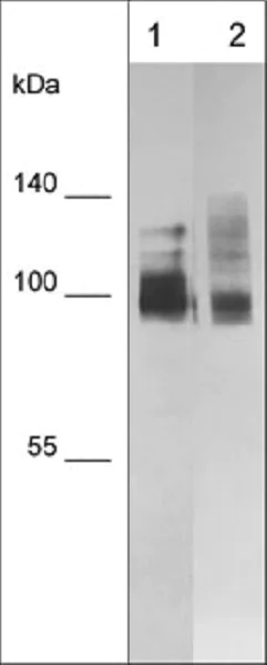 Western blot - Anti-CD44 antibody [M591] (AB253279)