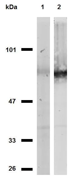 Western blot - Anti-CD44 antibody [MEM-263] (AB9524)