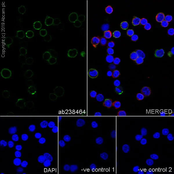 Immunocytochemistry/ Immunofluorescence - Anti-CD44 antibody [OX49] - BSA and Azide free (AB244580)