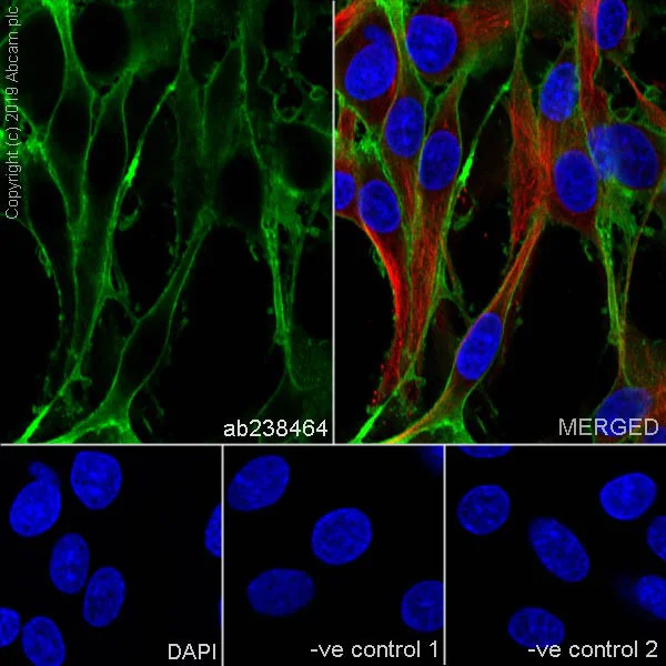 Immunocytochemistry/ Immunofluorescence - Anti-CD44 antibody [OX49] - BSA and Azide free (AB244580)