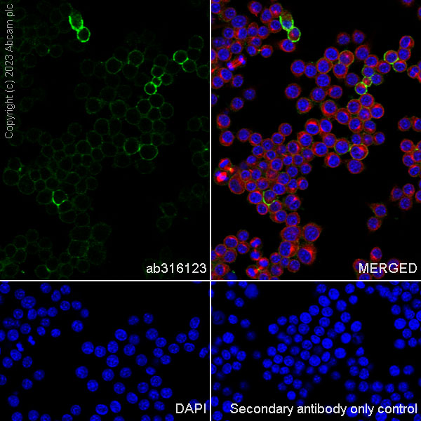 Immunocytochemistry/ Immunofluorescence - Anti-CD44 antibody [RM1084] (ab316123), expandable thumbnail