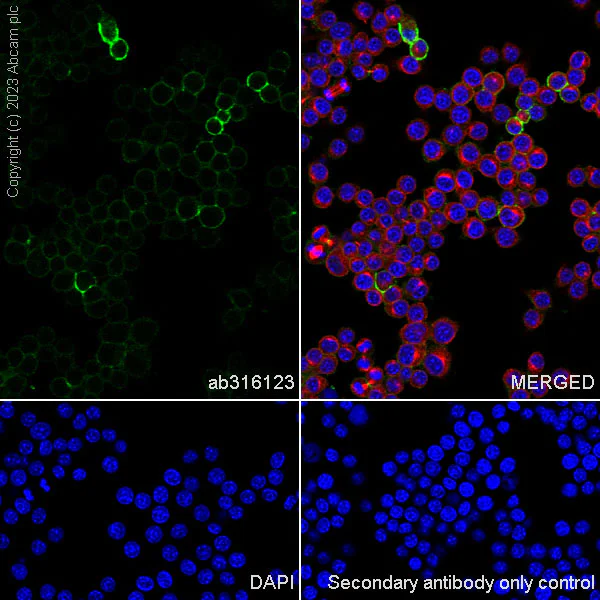 Immunocytochemistry/ Immunofluorescence - Anti-CD44 antibody [RM1084] - BSA and Azide free (AB316124)
