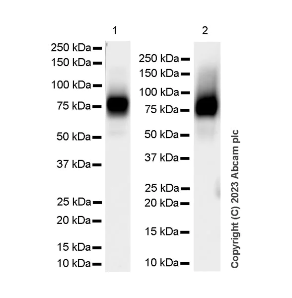 Western blot - Anti-CD44 antibody [RM1084] - BSA and Azide free (AB316124)